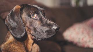 Nowe badania: Psy nie widzą ludzkich twarzy. Jak rozpoznają swoich właścicieli?