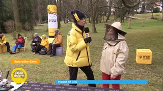 Świeradów-Zdrój - gmina przyjazna pszczołom