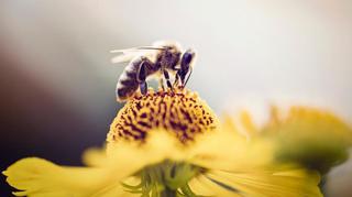O czym bzyczą pszczoły? Polscy naukowcy tłumaczą ich niezwykły 