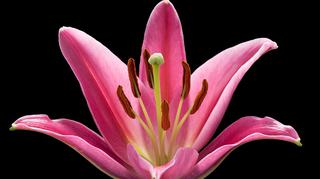 Lilia azjatycka – uprawa w gruncie i w doniczce. Jak pielęgnować lilie?