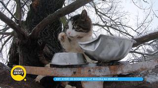 Kot Borys od 9 lat mieszka na drzewie. 