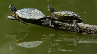 Marcin z lasu o żółwiach błotnych. Żyją ponad 100 lat! Gdzie można je zobaczyć w ich naturalnym środowisku?