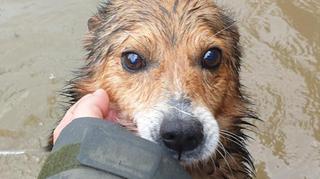 Psy z zagrożonych zalaniem schronisk wciąż potrzebują naszego wsparcia! Jak wygląda adopcja ratunkowa?