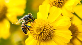 Pszczoły – przede wszystkim sprzymierzeniec. Jeśli zginą, zginie też ludzkość 