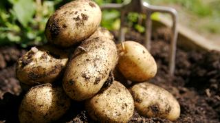 Jak sadzić ziemniaki? Poradnik krok po kroku