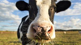 O czym muczy krowa, czyli jak komunikują się zwierzęta?