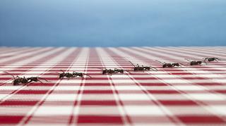 Domowe sposoby na mrówki, czyli jak się ich pozbyć z ogrodu i domu