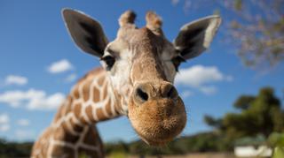 Trening medyczny w zoo. Jak wytrenować żyrafę?
