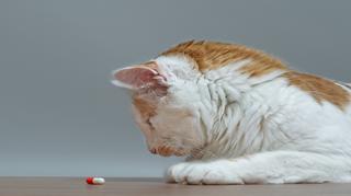 Jak podać kotu tabletkę? Jakich błędów nie popełniać?
