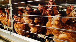 Zakaz hodowli zwierząt w klatkach. Przełomowa decyzja Komisji Europejskiej: 