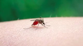 Komary lubią grupę krwi 0, pot i ciemne ubrania