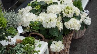 Hortensja bukietowa – silna i mrozoodporna roślina do Twojego ogródka. Poznaj najpiękniejsze odmiany rośliny!