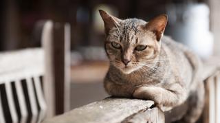 Kot tajski – charakter, wygląd, pielęgnacja. Kot tajski a syjamski