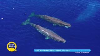 W XX wieku zabito 3 miliony wielorybów. Islandia jest na dobrej drodze do wycofania się z komercyjnych połowów