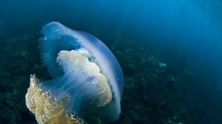 W Hiszpanii pojawiły się olbrzymie 7-kilogramowe meduzy. 