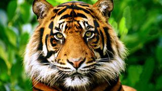 Szczęśliwe zakończenie historii ocalonych tygrysów 