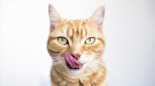 Czy kot może jeść wątróbkę?