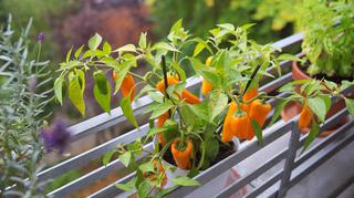 Uprawa warzyw w domu i na balkonie – czy to możliwe?