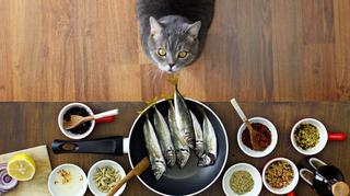 Jaka ryba dla kota jest najzdrowsza?