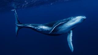 Japonia wznowiła przemysłowy odłów wielorybów