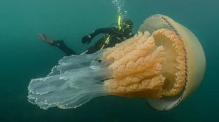 Wielka Brytania. Meduza wielkości człowieka sfotografowana u wybrzeży Anglii