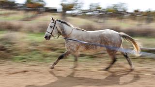 Lonżowanie konia – pierwszym etapem edukacji jeździeckiej