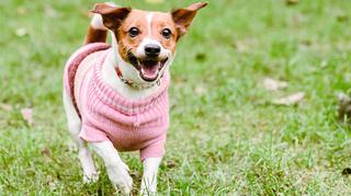 Rodzaje sweterków dla psa. Praktyczne porady, jak wybrać najlepsze ubranka dla pieska