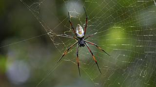 Ugryzienie pająka domowego – czy jest groźne i co robić?