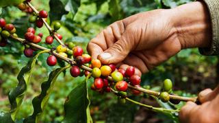 Drzewko kawowe – wszystko, co trzeba wiedzieć o uprawie kakaowca w domu