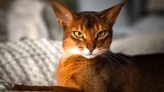 Kot abisyński – przyjazna człowiekowi domowa puma