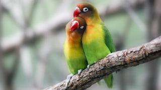 Papugi. Kochają na całe życie? 