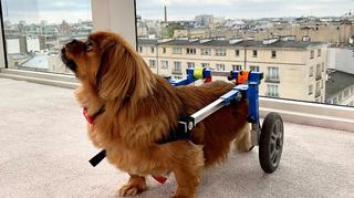 Czworonogi na kółkach. Jak właściciel może wspierać niepełnosprawnego psa?