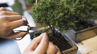 Drzewko szczęścia, czyli bonsai dla początkujących ‒ jak pielęgnować?