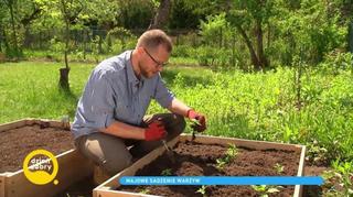 Sadzenie warzyw – co zrobić, aby cieszyć się pysznymi i dorodnymi plonami?
