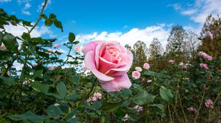 Sadzenie róż – kiedy i jak sadzić róże?