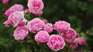 Róże, czyli królowe kwiatów. Jak sprawić, by tego lata zachwycały w naszym ogrodzie?