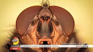 Tak owady wyglądają z bliska! Zobacz niesamowite zdjęcia Pawła Błachowicza