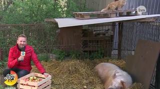 Poruszająca historia 300-kilogramowej świnki Kruszynki 