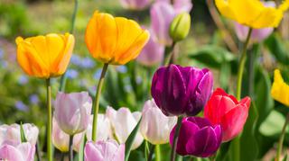 Tulipany – stali bywalcy naszych ogrodów