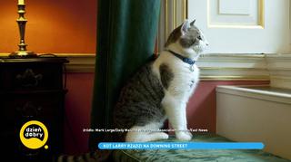 Larry - kot, który od 10 lat rządzi na Downing Street. 