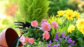 Letnie kwiaty ogrodowe – gatunki jednoroczne i byliny