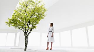 Drzewko do domu – jakie będzie najłatwiejsze w pielęgnacji? Czy drzewka cytrusowe w domu to dobry pomysł?