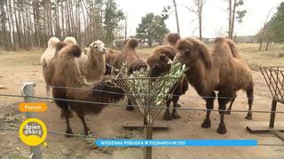 W poznańskim zoo urodziły się urocze wielbłądy. 