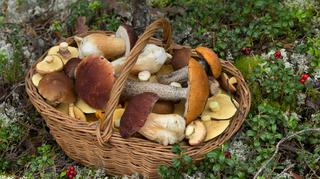 Jadalne i trujące rodzaje grzybów gąsek – jak je rozpoznać i co z nich zrobić?