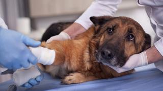 Pierwsza pomoc dla psa. Co robić w razie złamania, krwotoku i zatrzymania krążenia?
