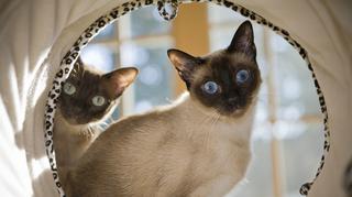 Koty tonkijskie – co je wyróżnia? Opis rasy, wygląd kotów i wskazówki pielęgnacyjne