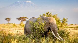 Sen o słoniu - jakie ma znaczenie w rzeczywistości?