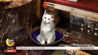 Luksusowe kuwety z ceramiki dla kotów. Ile kosztują?