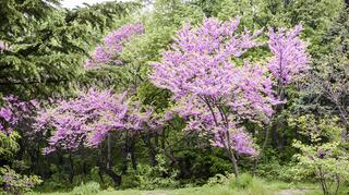 Judaszowiec – popularne odmiany i zasady uprawy oryginalnego drzewa