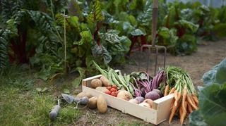 Jak sadzić warzywa? Podstawowe zasady uprawy współrzędnej w ogrodzie